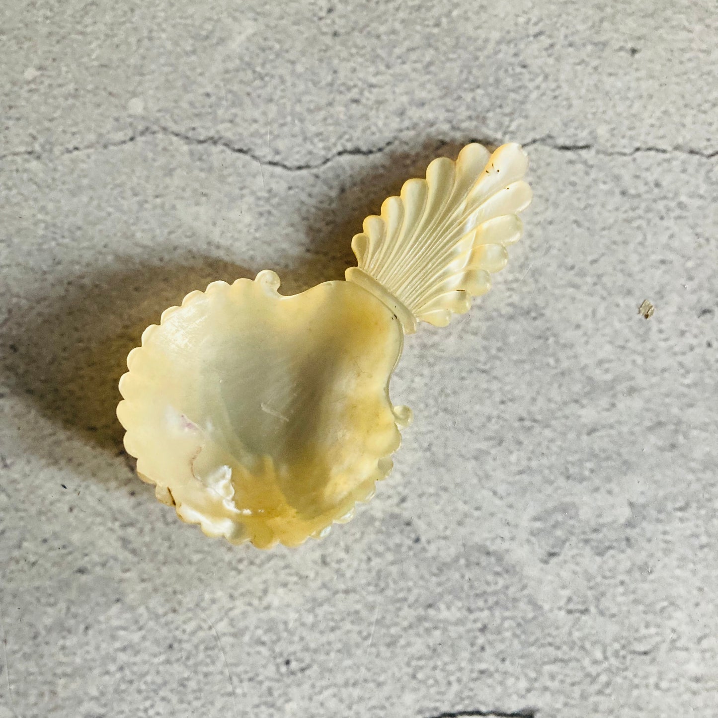 Antique Rare Mother Of Pearl 18th Century Caddy Spoon