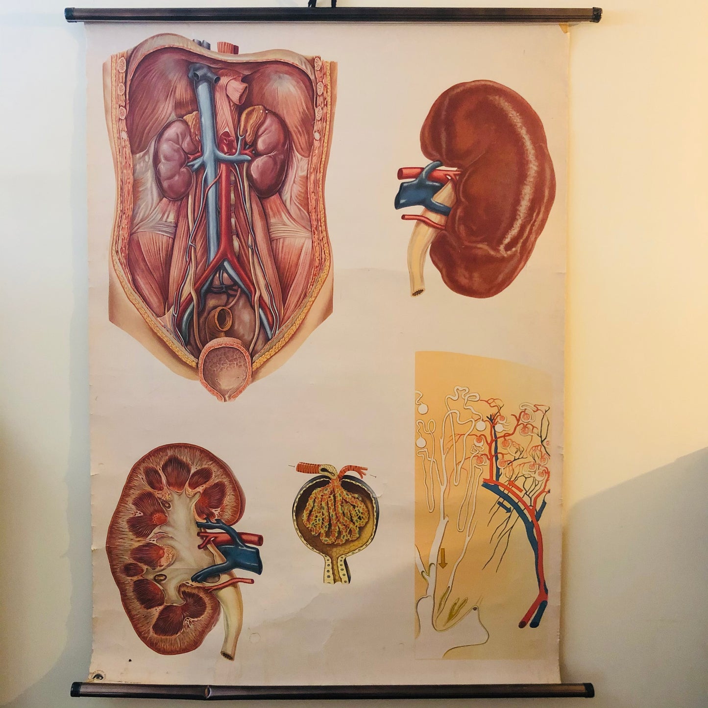 Vintage Anatomy Medical Kidney Poster Deutsches Hygiene Museum Dresden