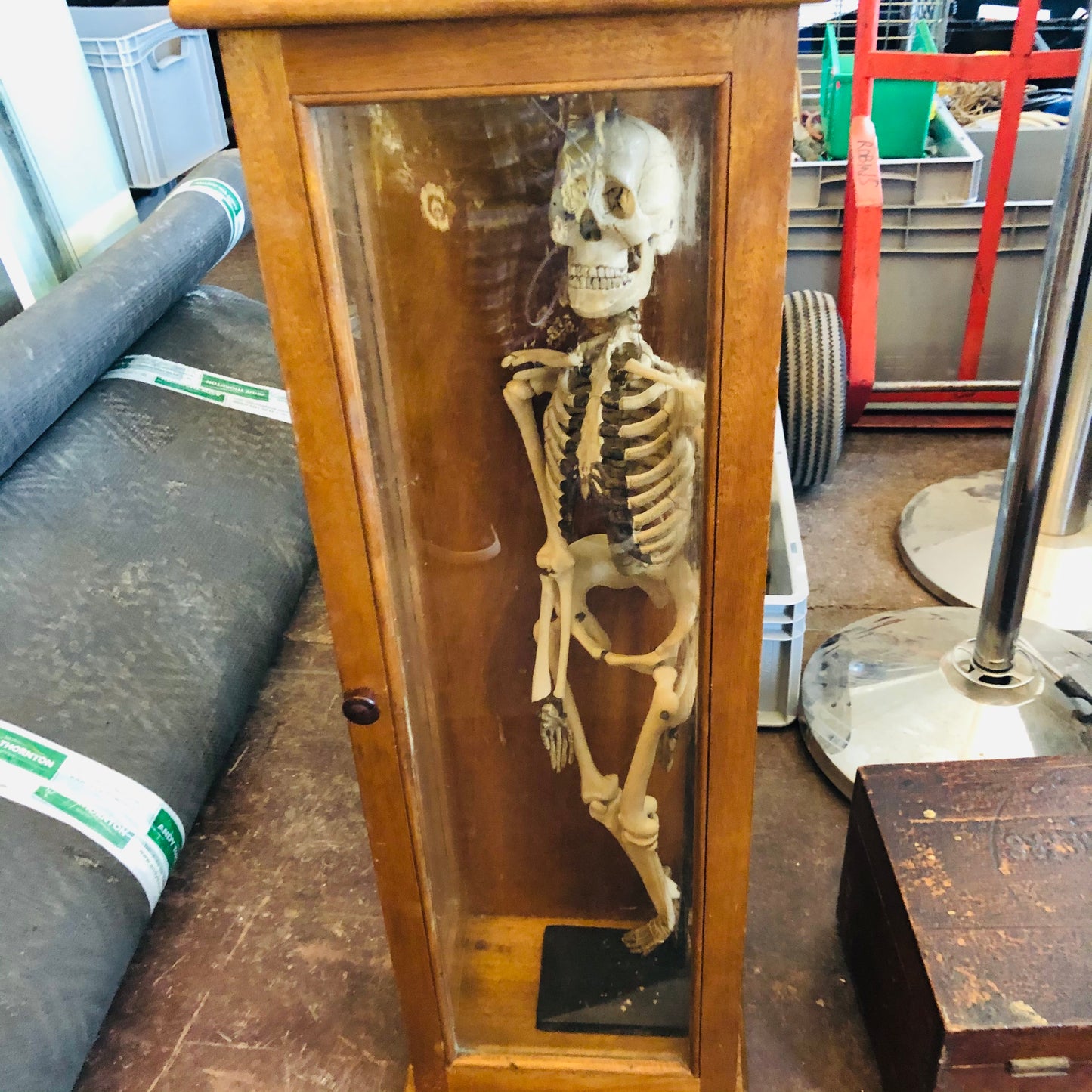 The Director Ed - Vintage Skeleton Model in a Box