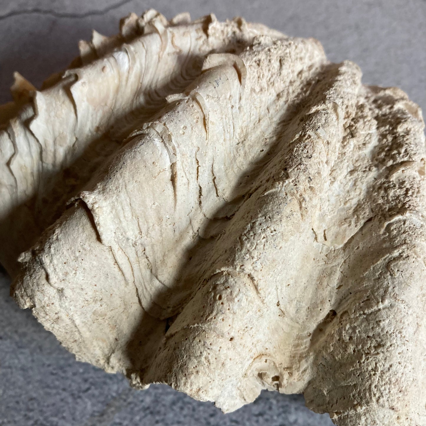 Vintage Shells | Natural Home Decor