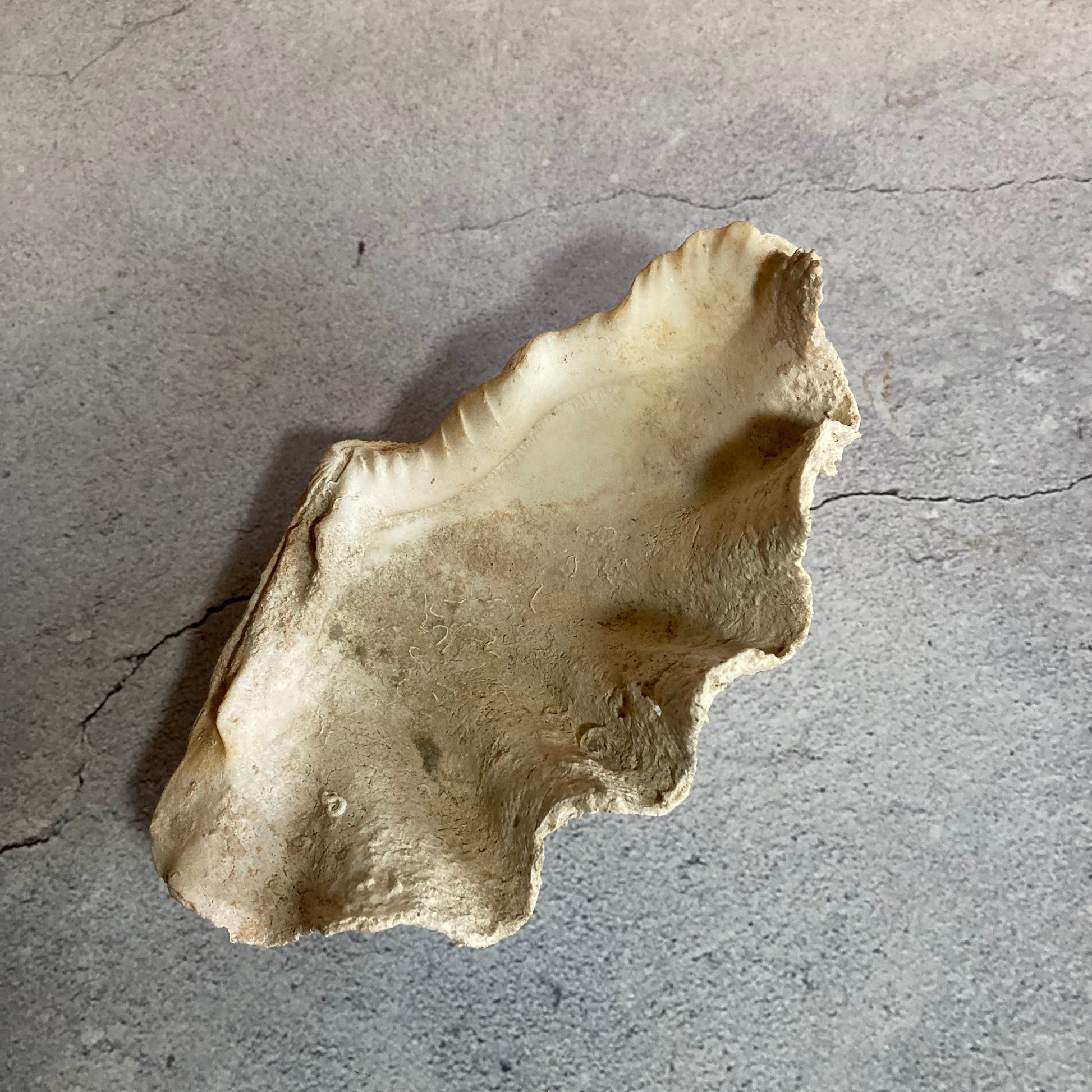 Vintage Shells | Natural Home Decor