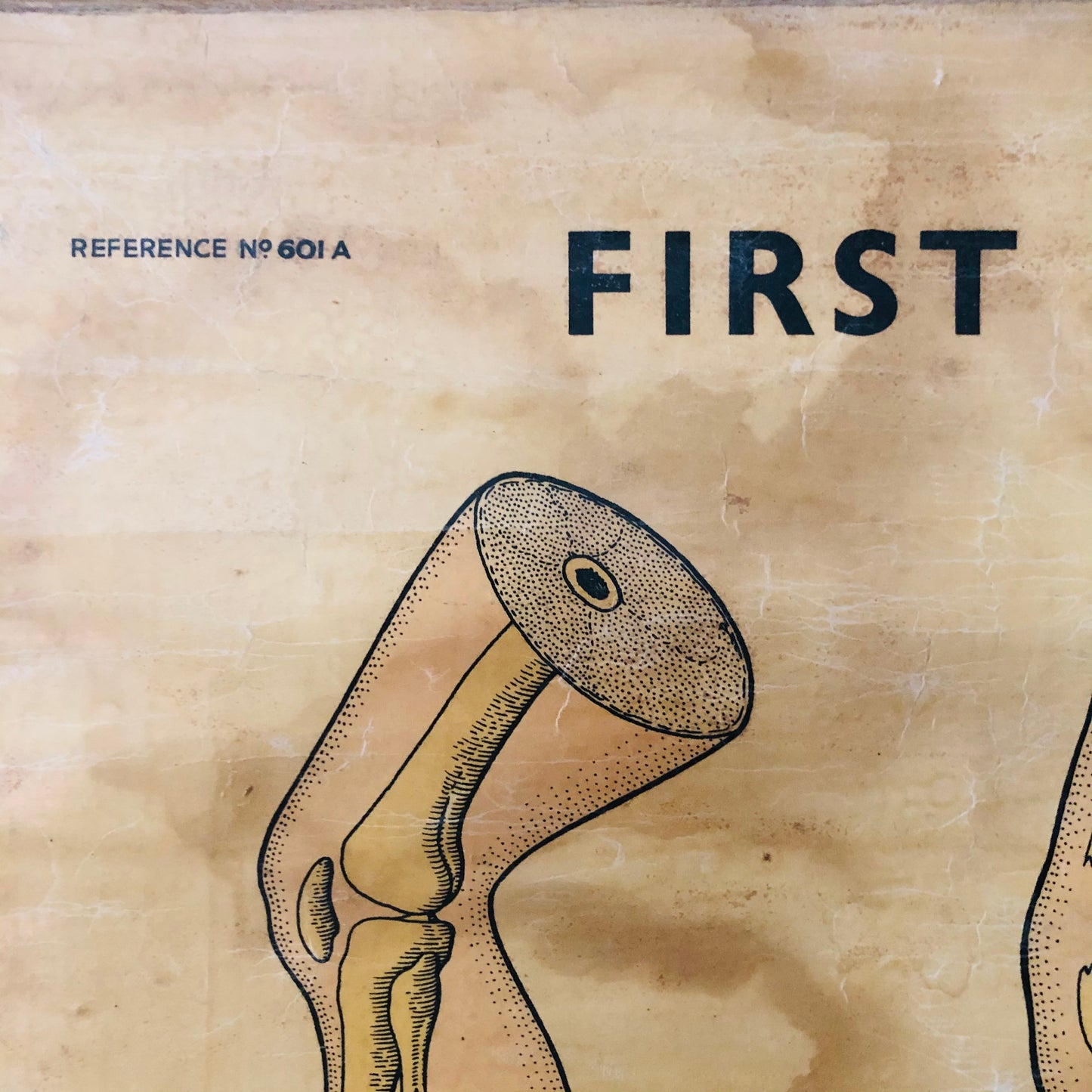Vintage Anatomy Medical First Aid Poster Adam Rouilly