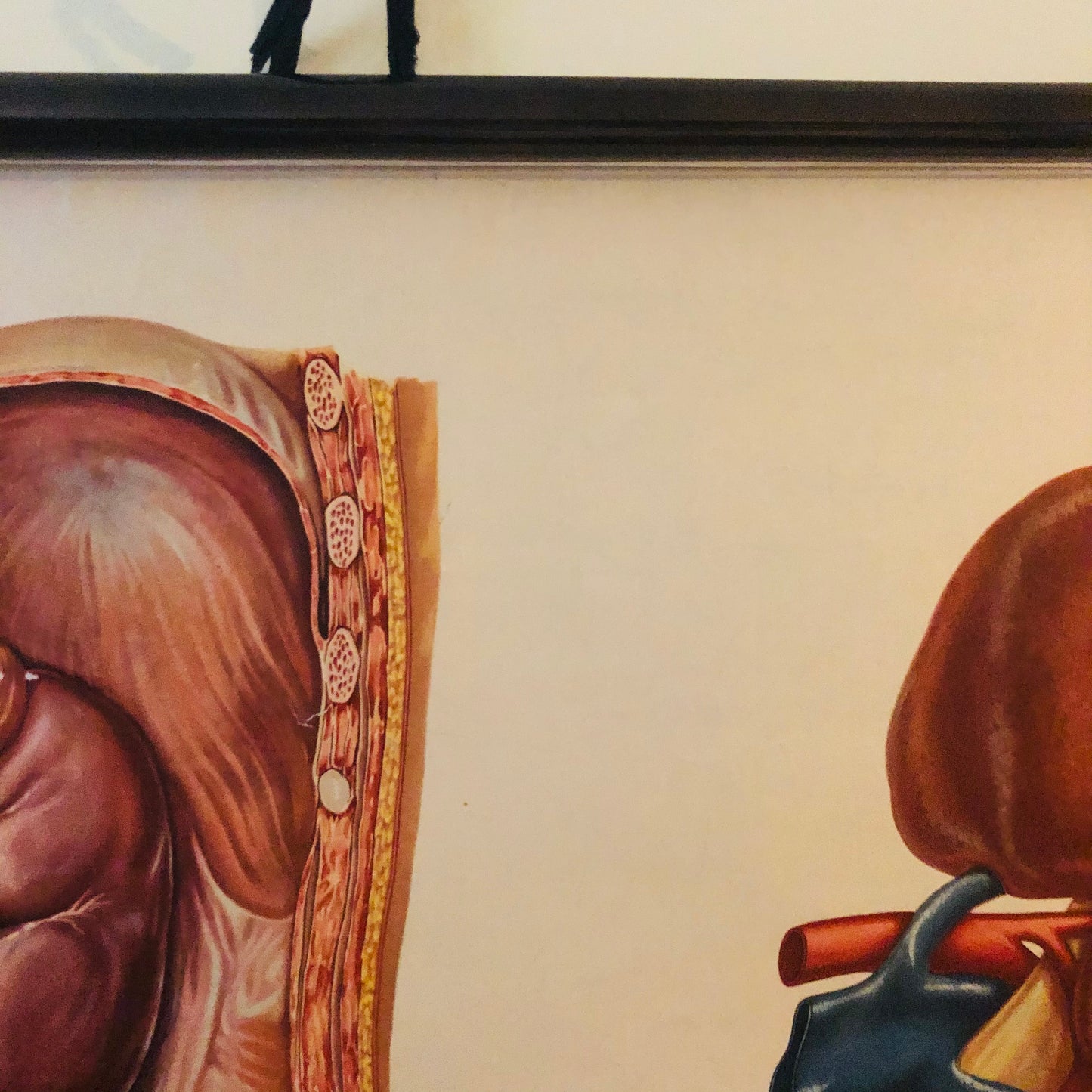 Vintage Anatomy Medical Kidney Poster Deutsches Hygiene Museum Dresden