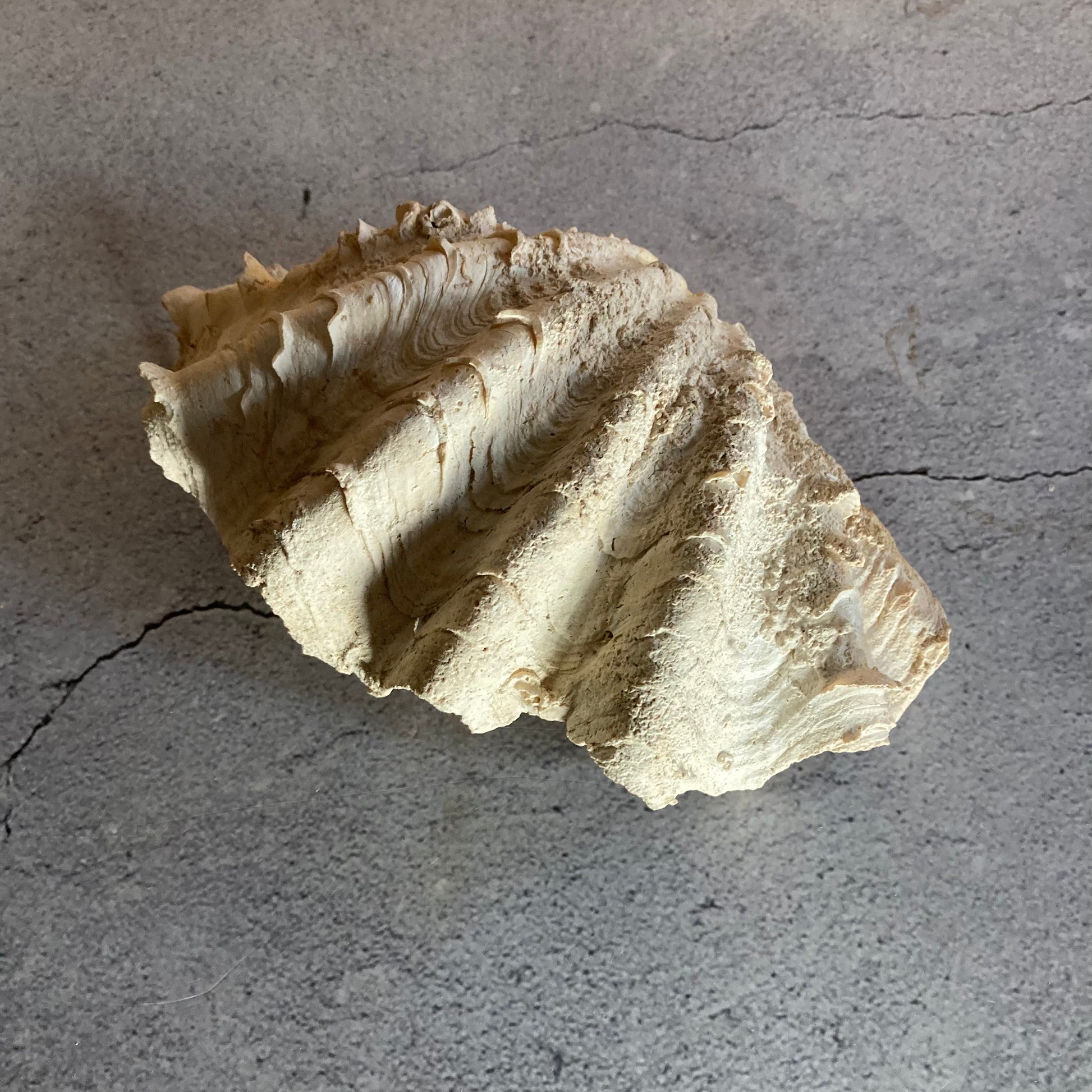 Vintage Shells | Natural Home Decor