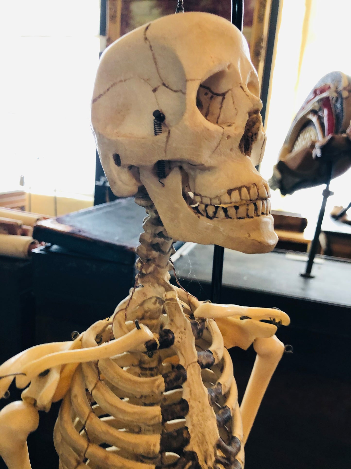 The Director Ed - Vintage Skeleton Model in a Box