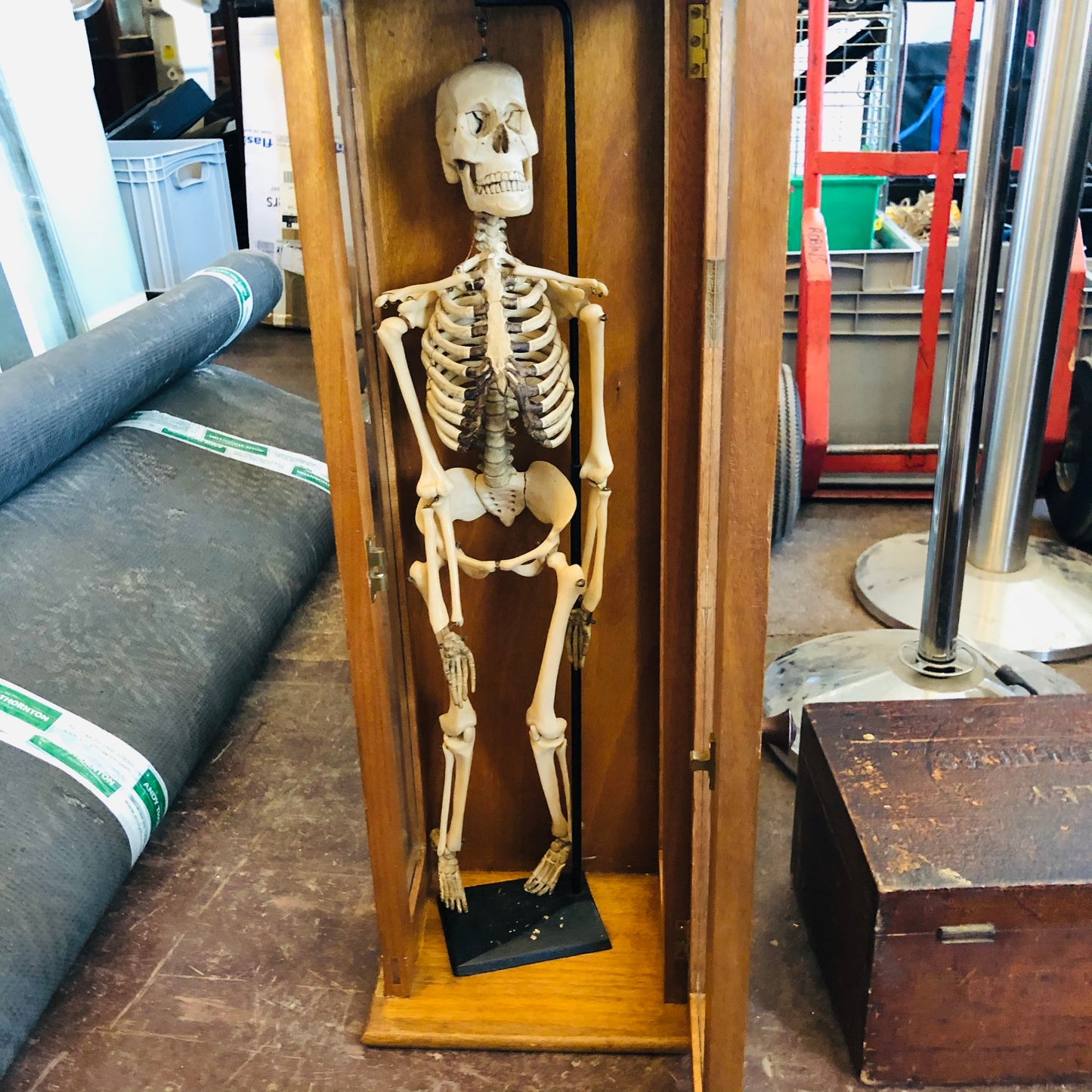 The Director Ed - Vintage Skeleton Model in a Box