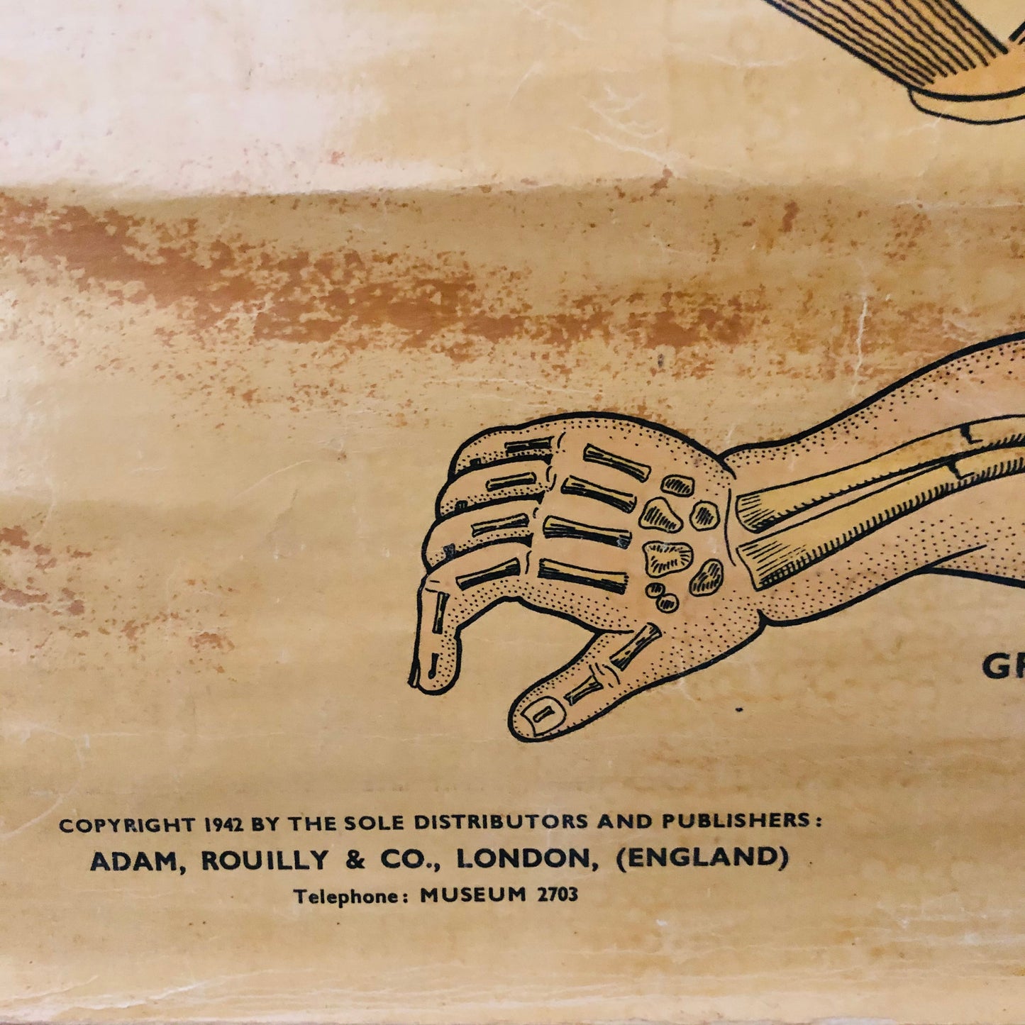 Vintage Anatomy Medical First Aid Poster Adam Rouilly