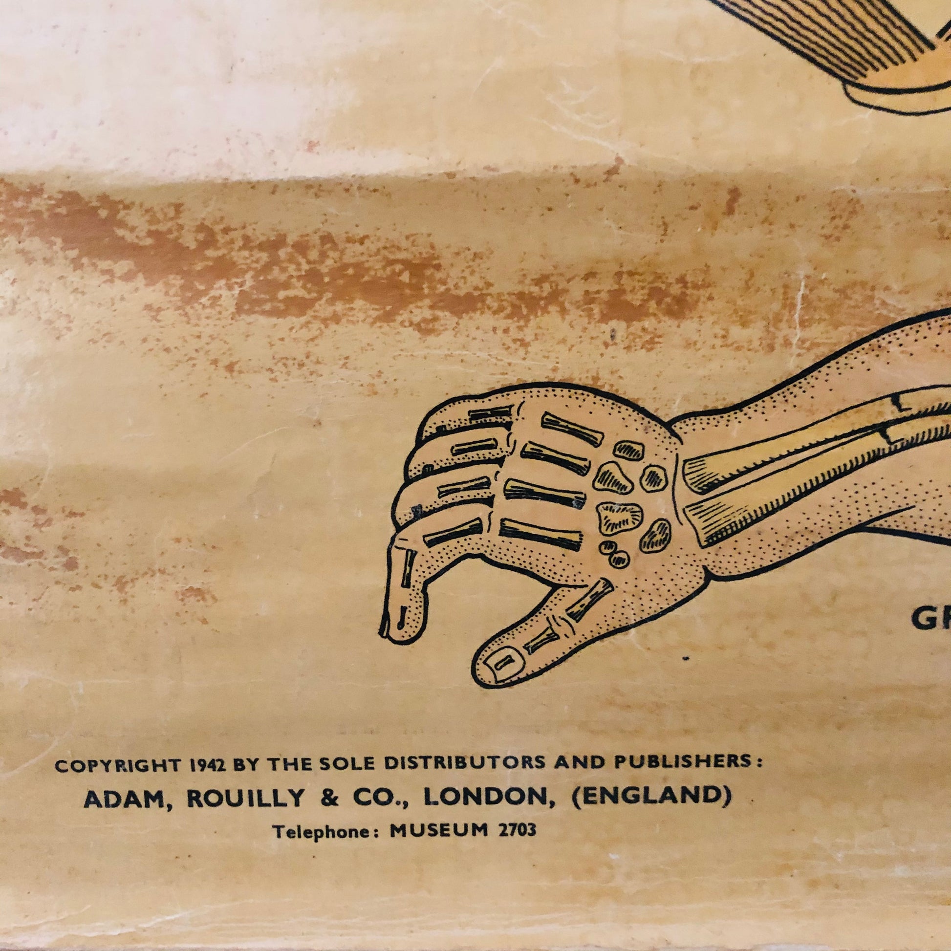 Vintage Anatomy Medical First Aid Poster Adam Rouilly