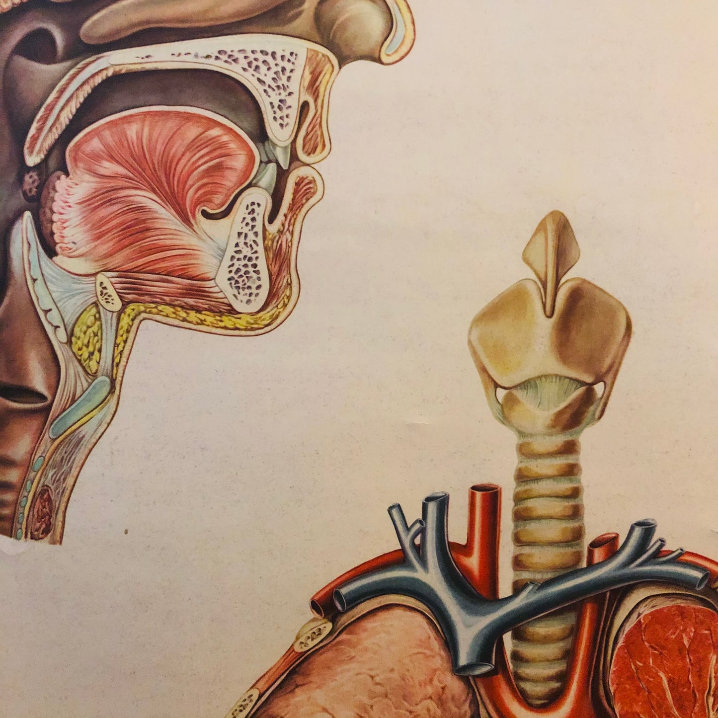 The Director Bailey - Vintage Anatomy Respiratory Poster