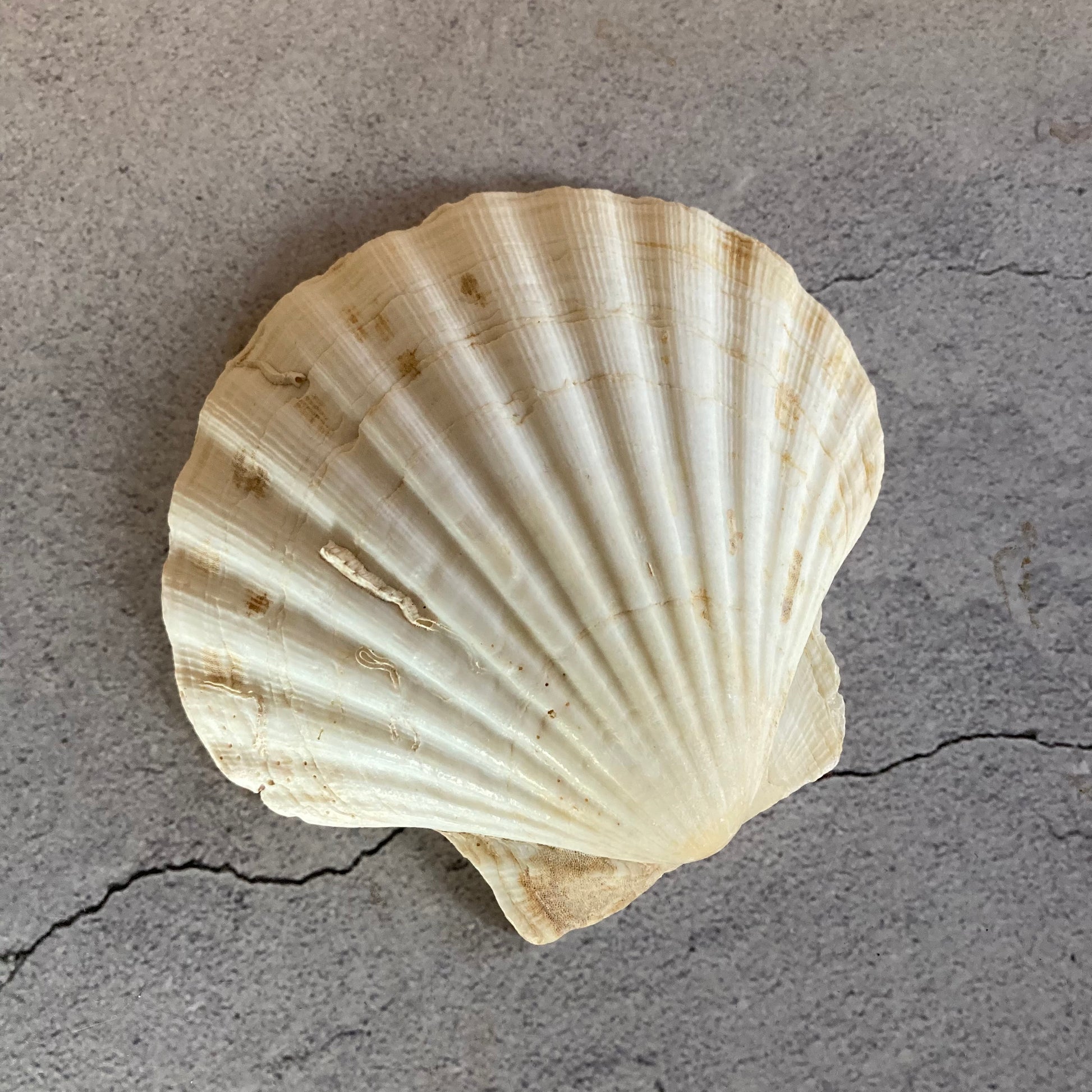 Vintage Shells | Natural Home Decor