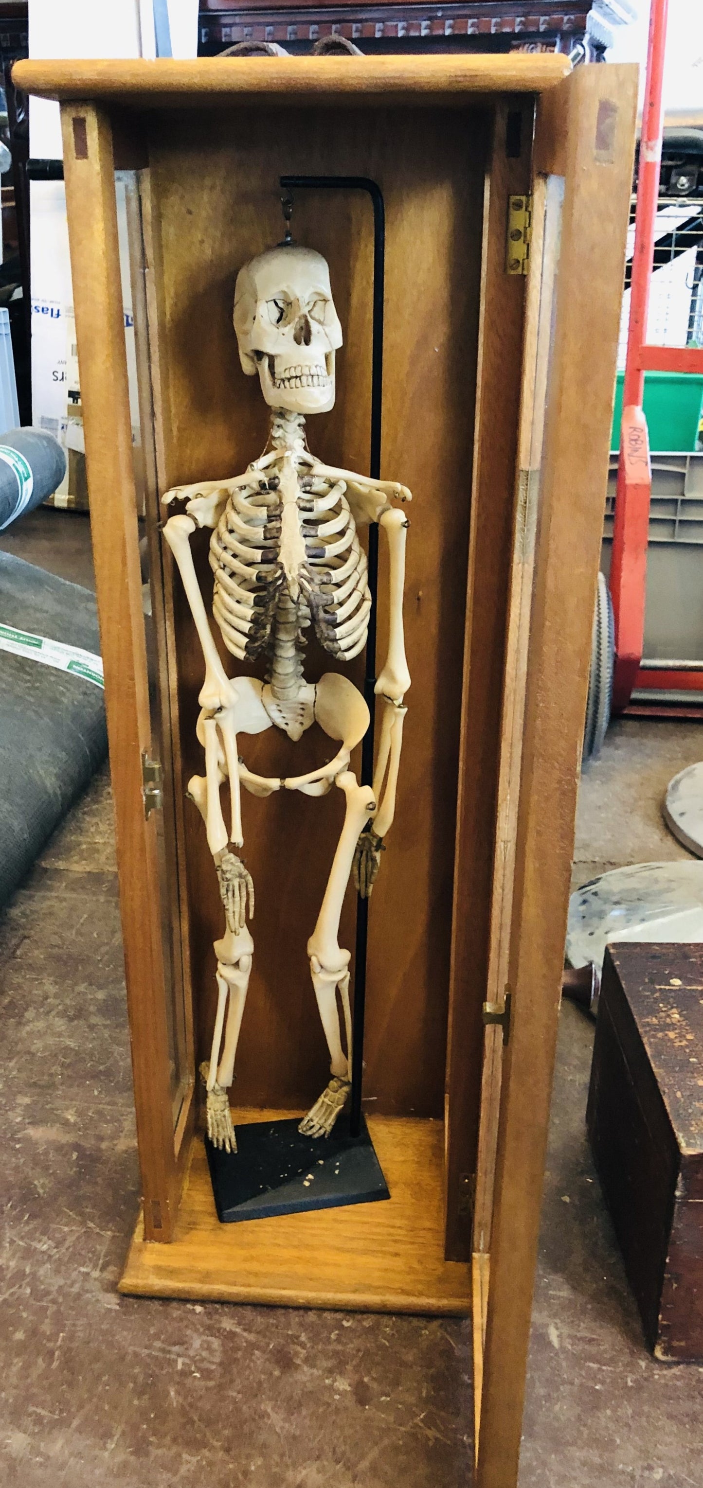 The Director Ed - Vintage Skeleton Model in a Box