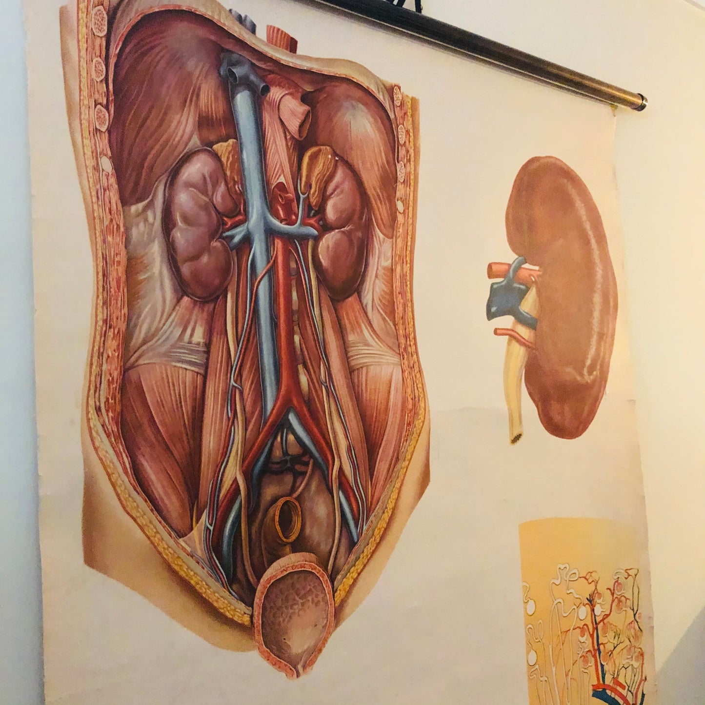 Vintage Anatomy Medical Kidney Poster Deutsches Hygiene Museum Dresden