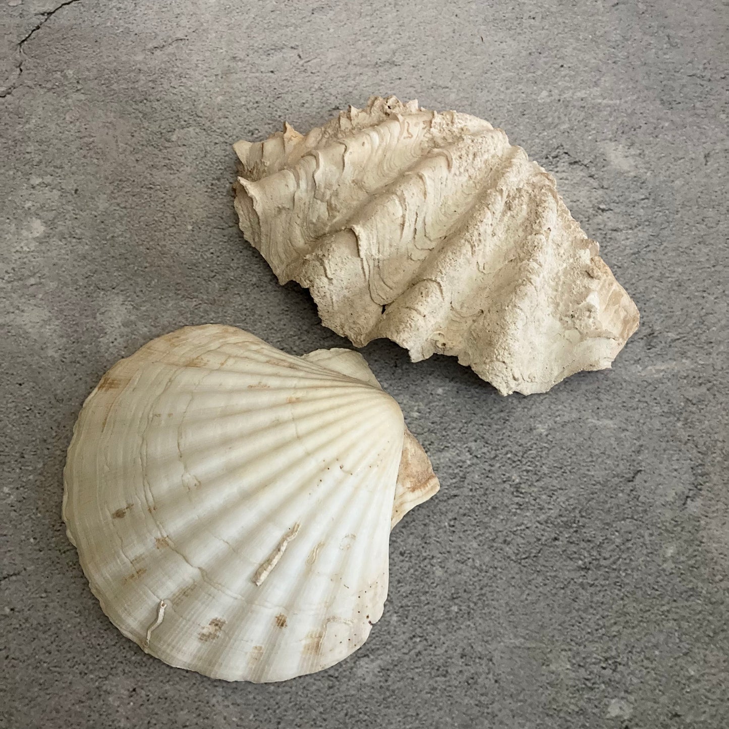Vintage Shells | Natural Home Decor