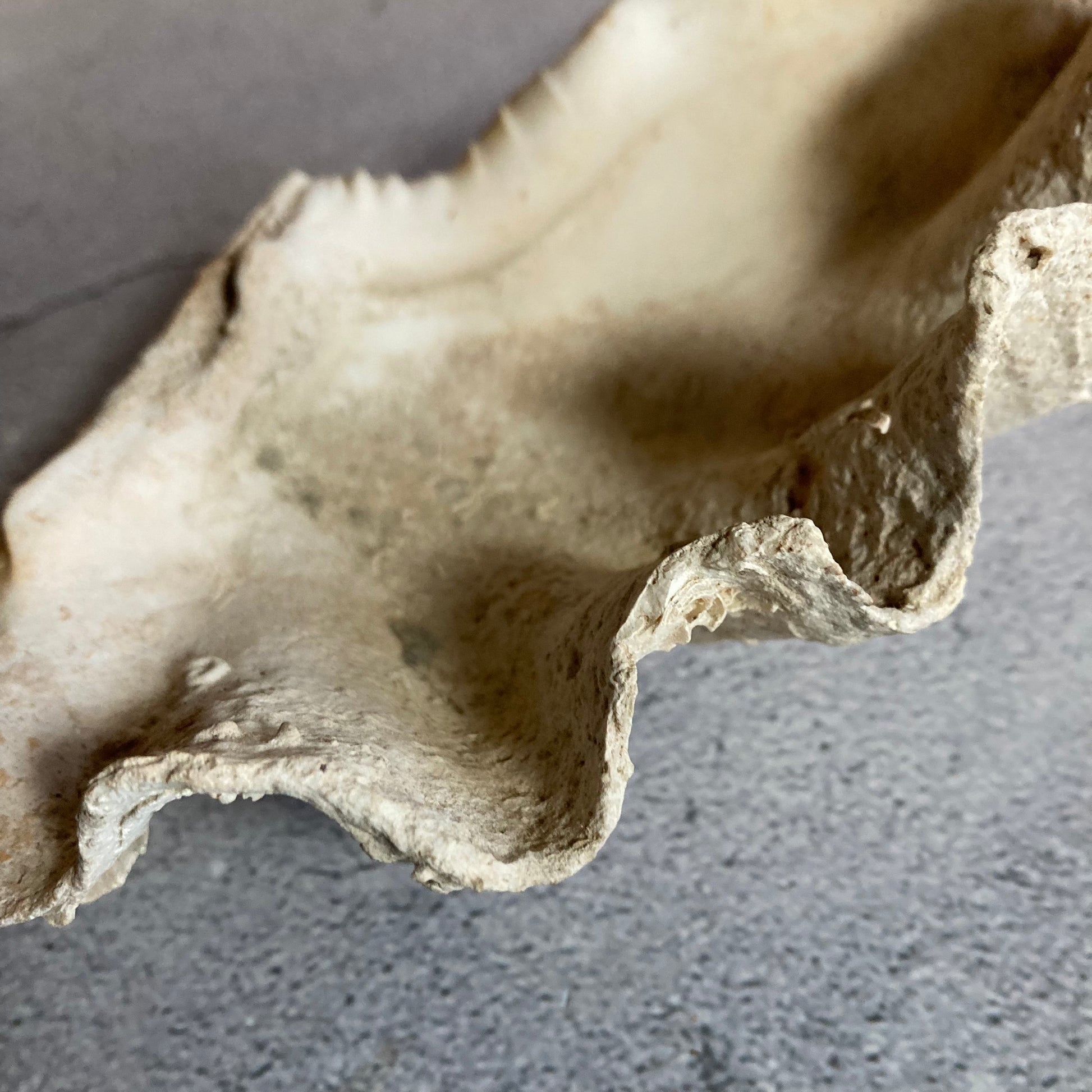 Vintage Shells | Natural Home Decor