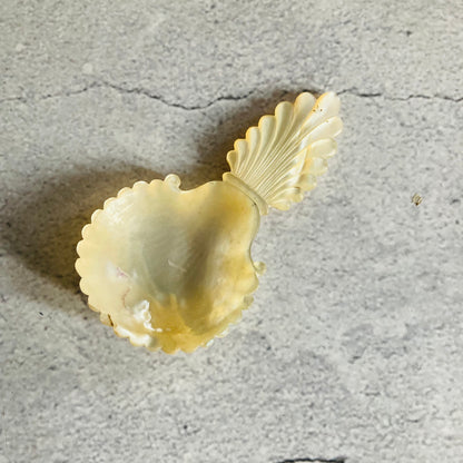 Antique Rare Mother Of Pearl 18th Century Caddy Spoon