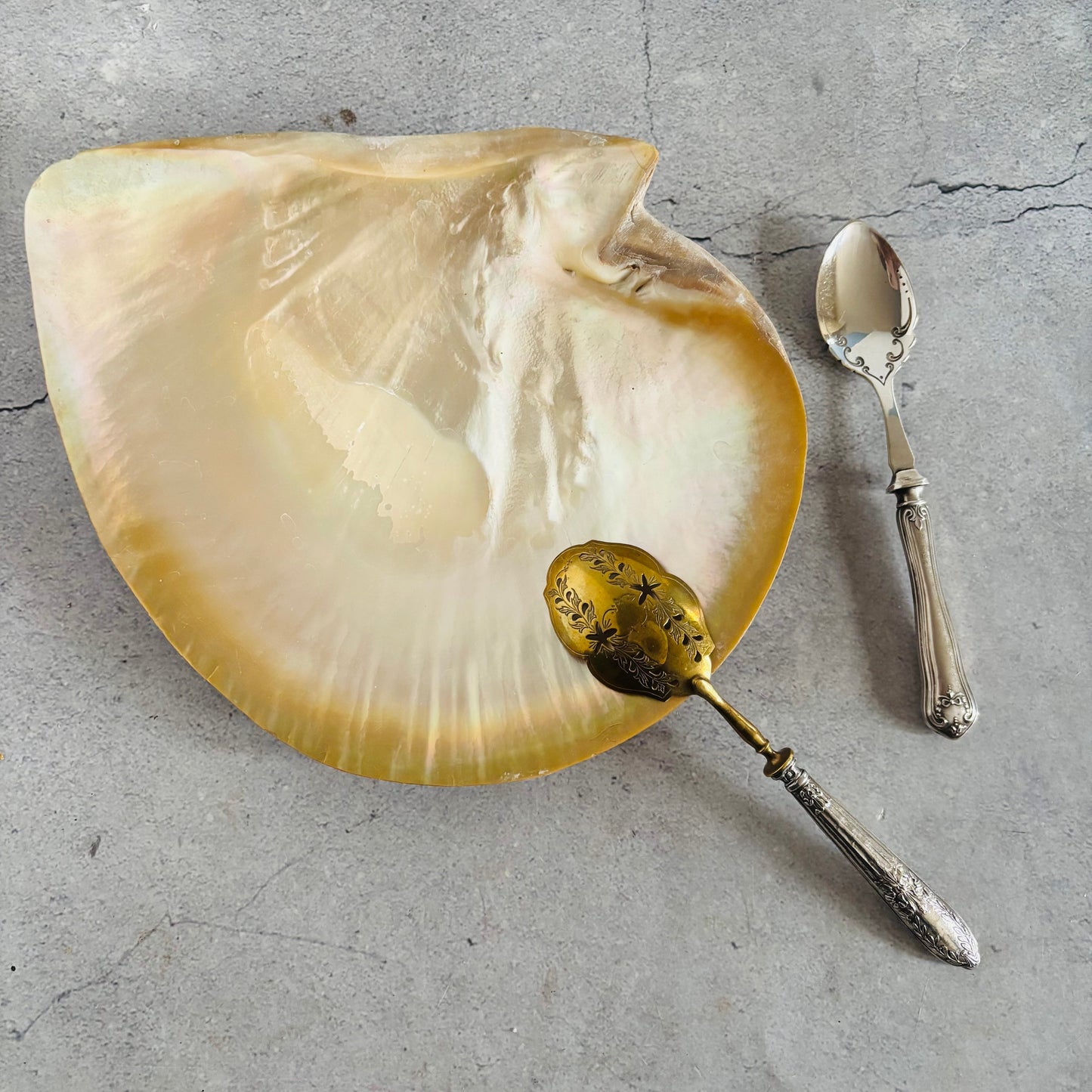 Large shell with a gold spoon and silver spoon on a textured gray surface