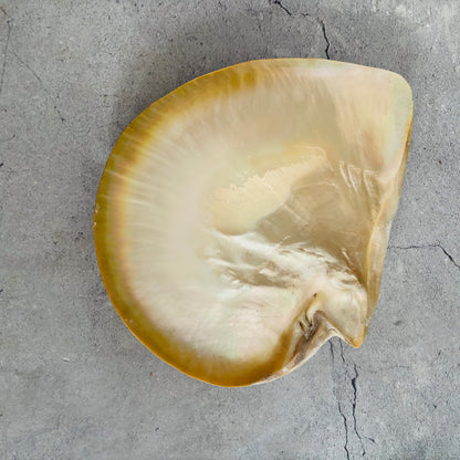 Antique Mother Of Pearl Natural Shell Dish on a grey concrete surface