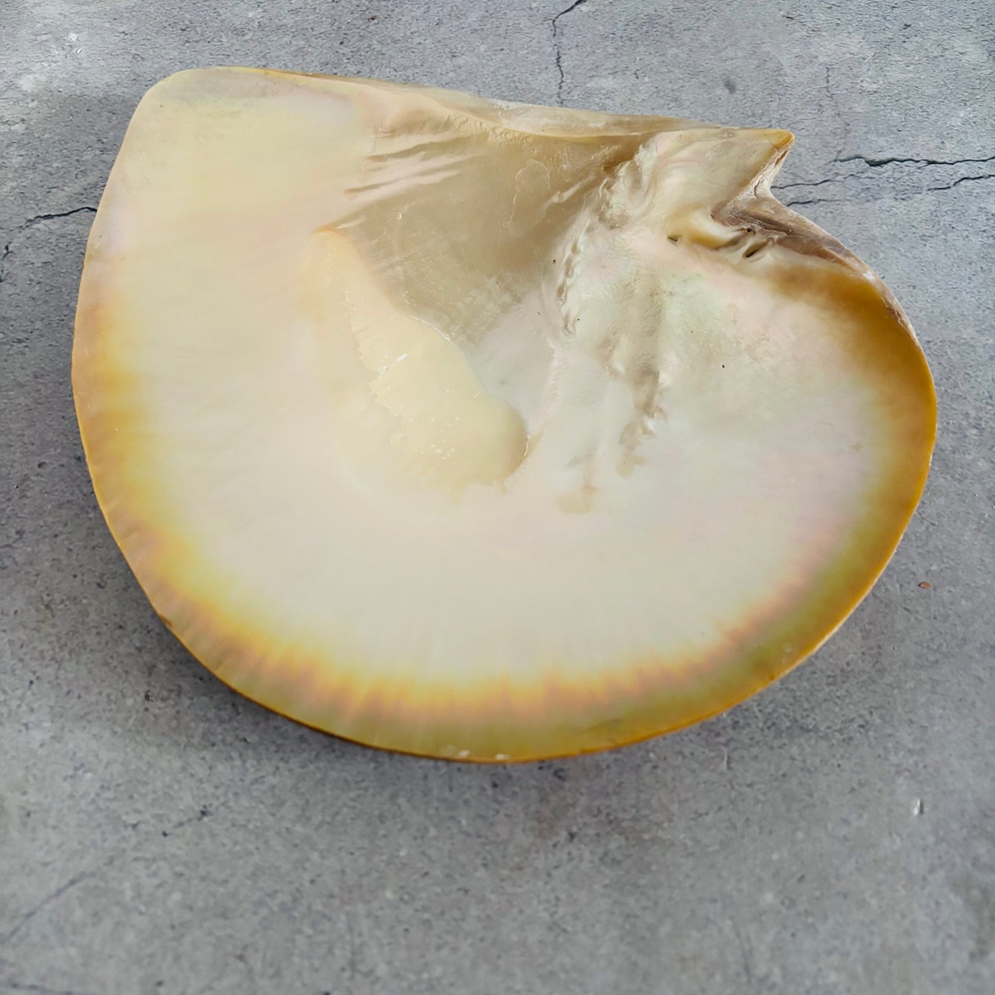 Antique Mother Of Pearl Natural Shell Dish