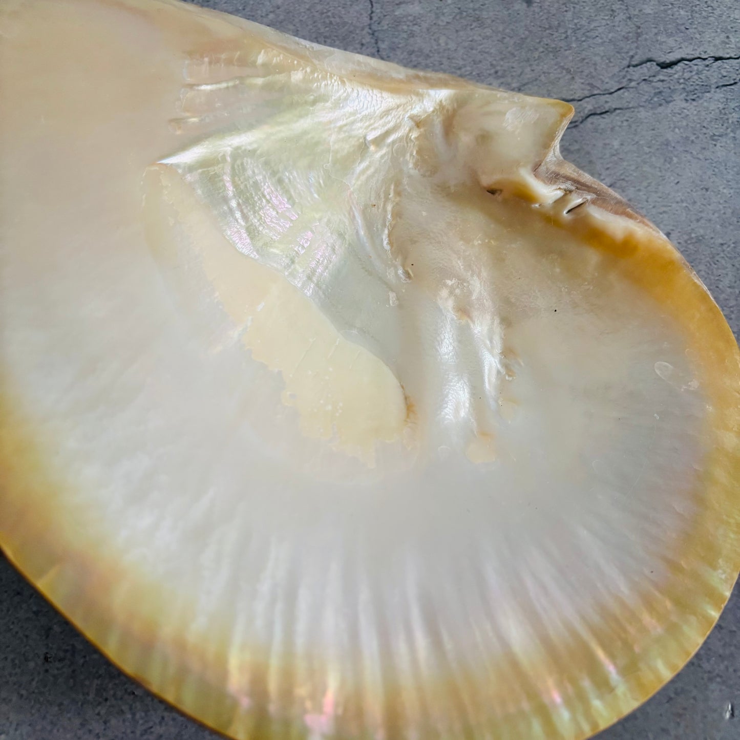 Antique Mother Of Pearl Natural Shell Dish