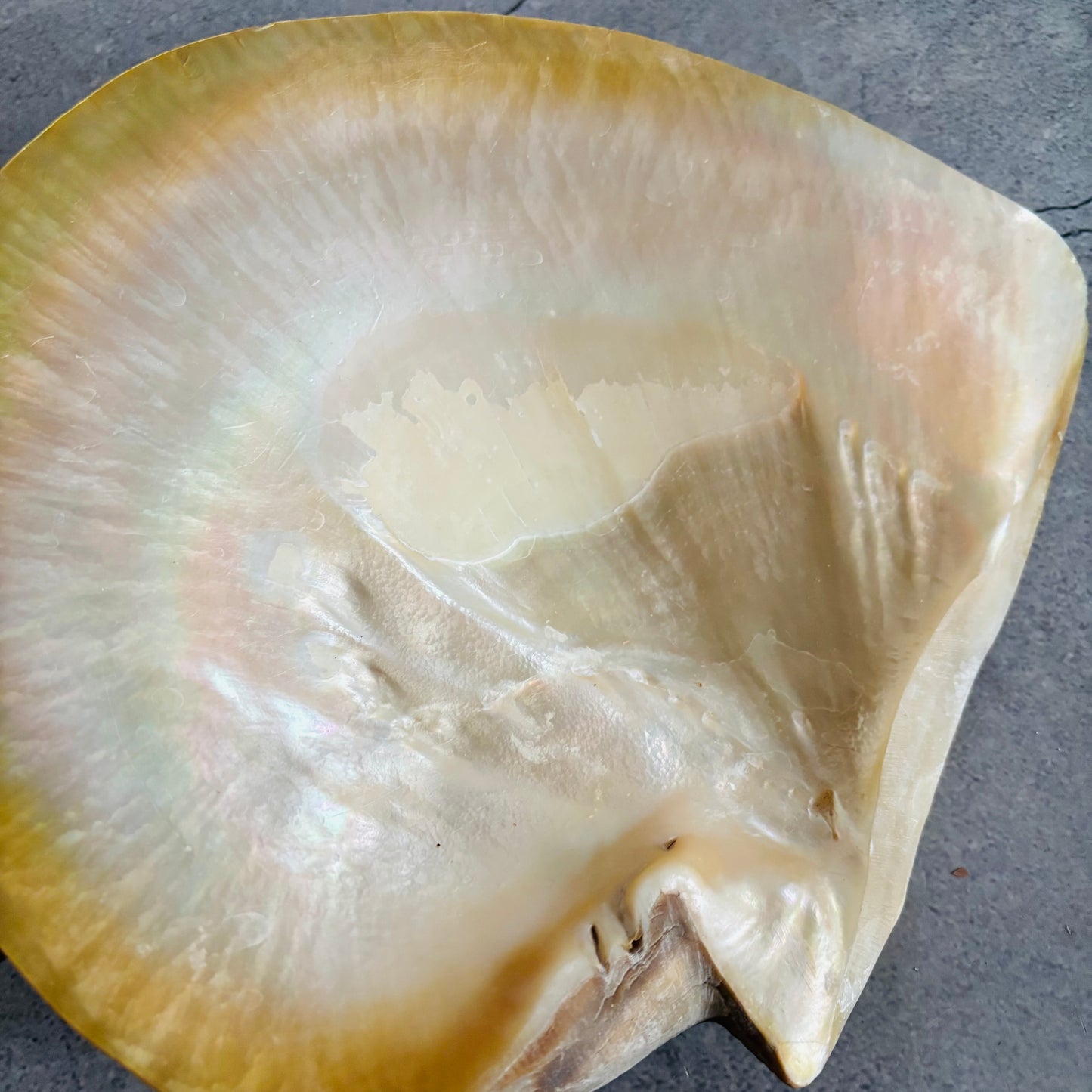 Antique Mother Of Pearl Natural Shell Dish