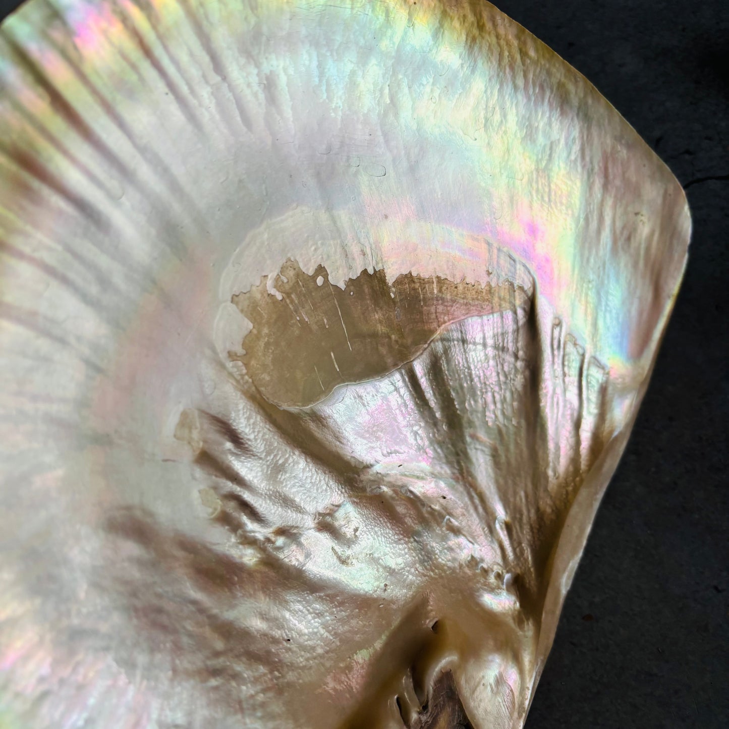Close up of an Antique Mother Of Pearl Natural Shell Dish