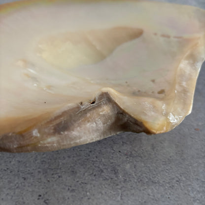 Antique Mother Of Pearl Natural Shell Dish