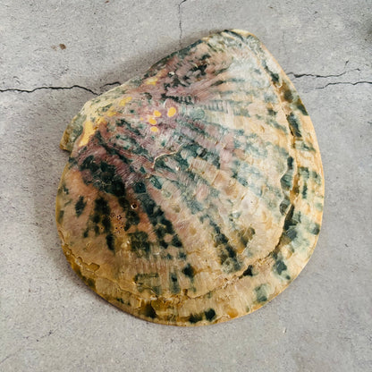 Natural shell on a textured grey surface