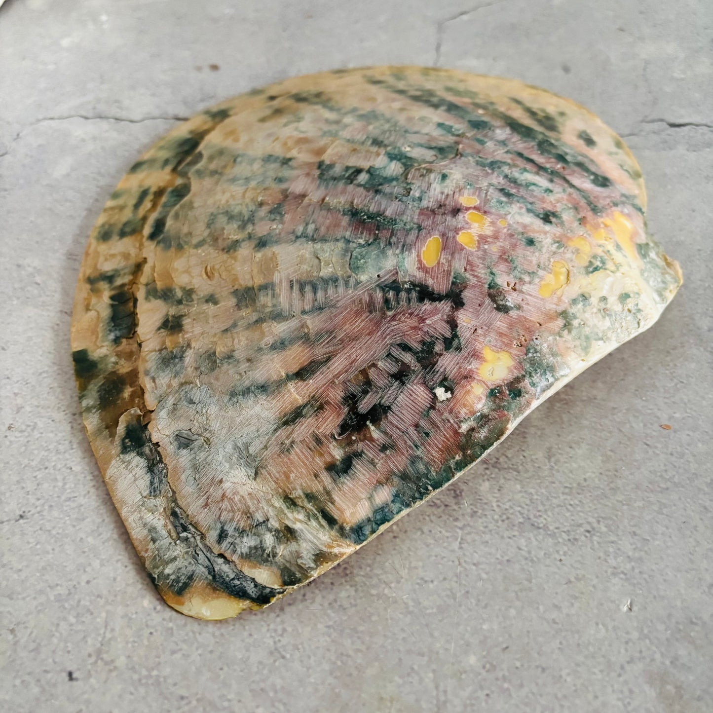 Fossilized shell on a concrete surface