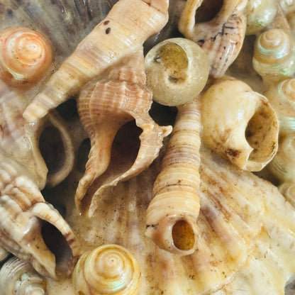 Antique Shell Encrusted Decorated Art | The Urban Vintage Affair