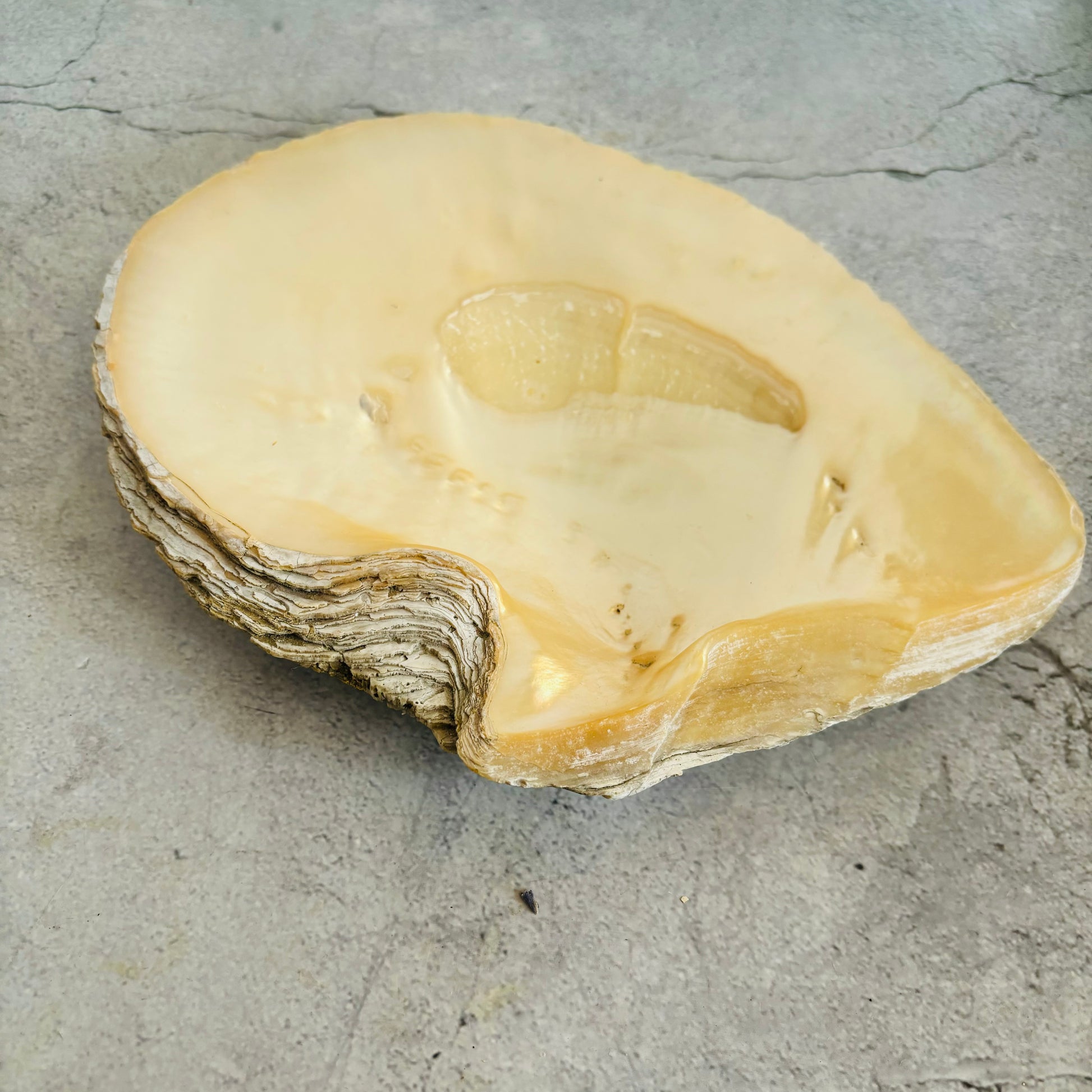 Antique Mother Of Pearl Natural Shell Dish |The Urban Vintage Affair