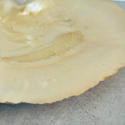 Antique Mother Of Pearl Natural Shell Dish |The Urban Vintage Affair