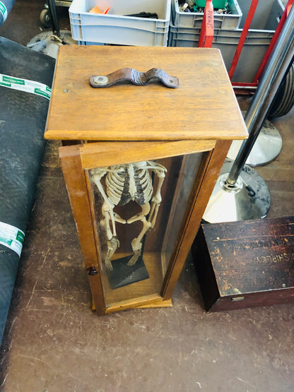 The Director Ed - Vintage Skeleton Model in a Box
