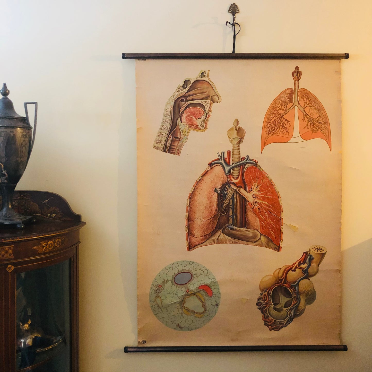 The Director Bailey - Vintage Anatomy Respiratory Poster