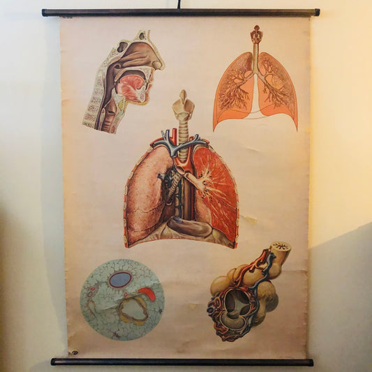 The Director Bailey - Vintage Anatomy Respiratory Poster