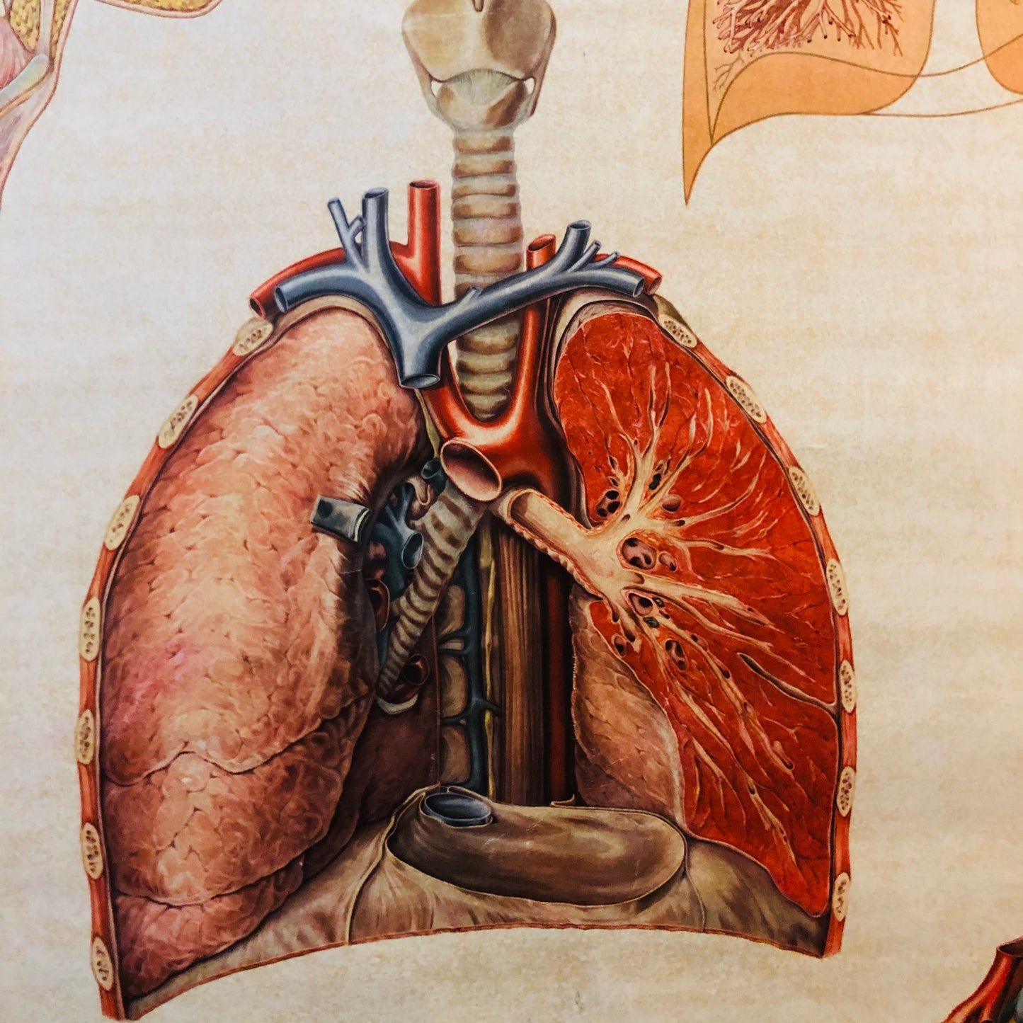 Vintage Anatomy Medical Respiratory Poster Deutsches Hygiene Museum