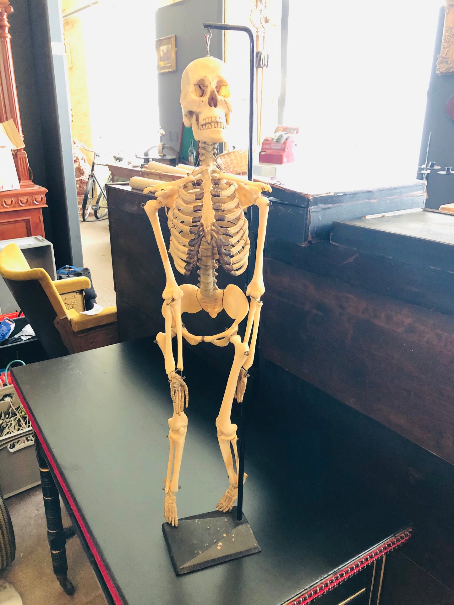 The Director Ed - Vintage Skeleton Model in a Box