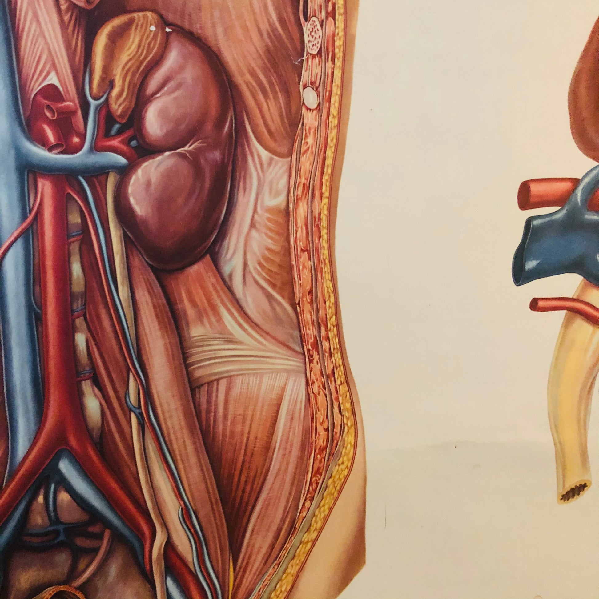 Vintage Anatomy Medical Kidney Poster Deutsches Hygiene Museum Dresden