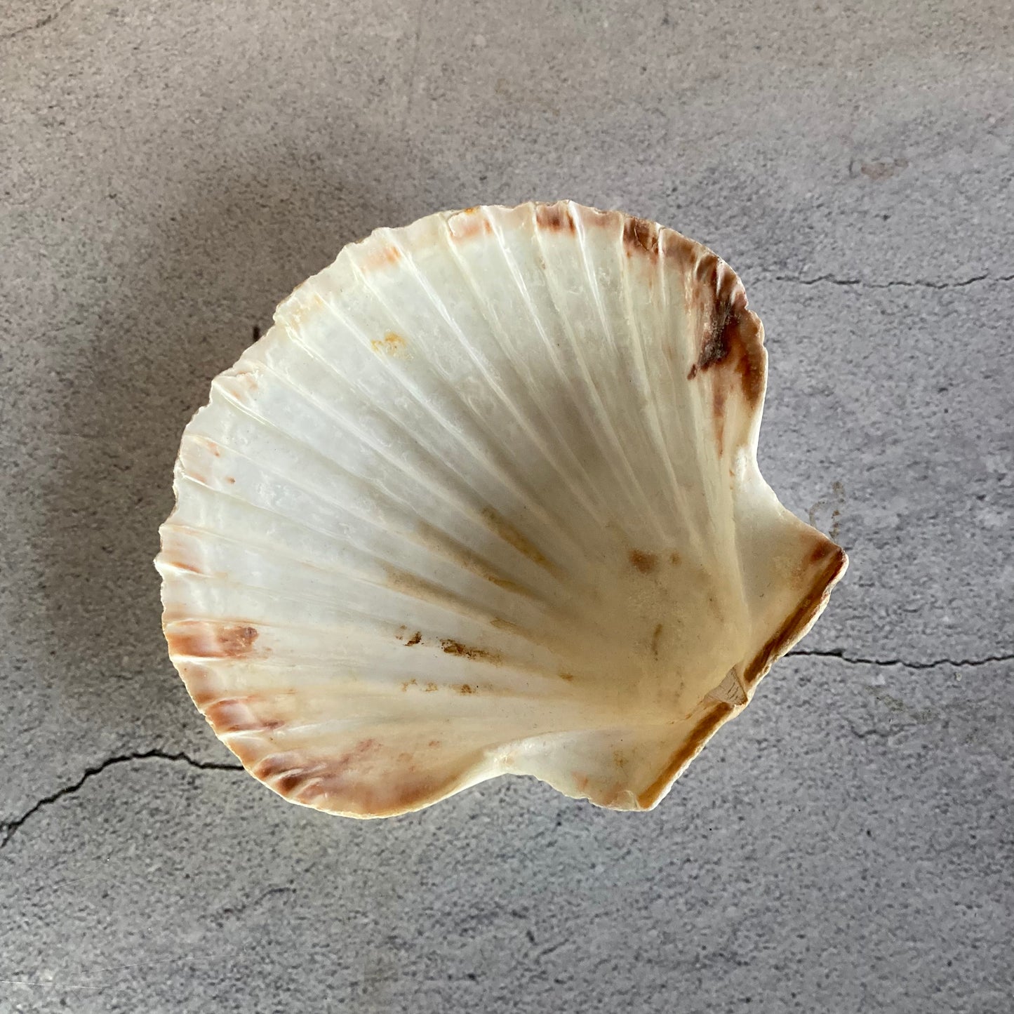 Vintage Shells | Natural Home Decor