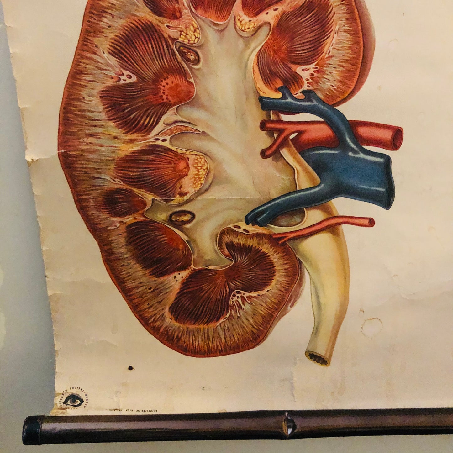 Vintage Anatomy Medical Kidney Poster Deutsches Hygiene Museum Dresden