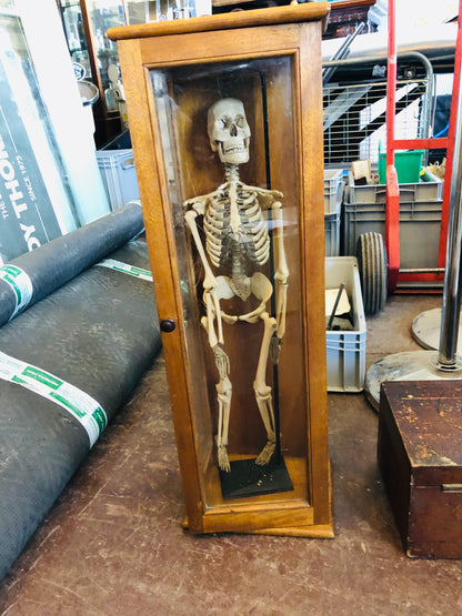The Director Ed - Vintage Skeleton Model in a Box