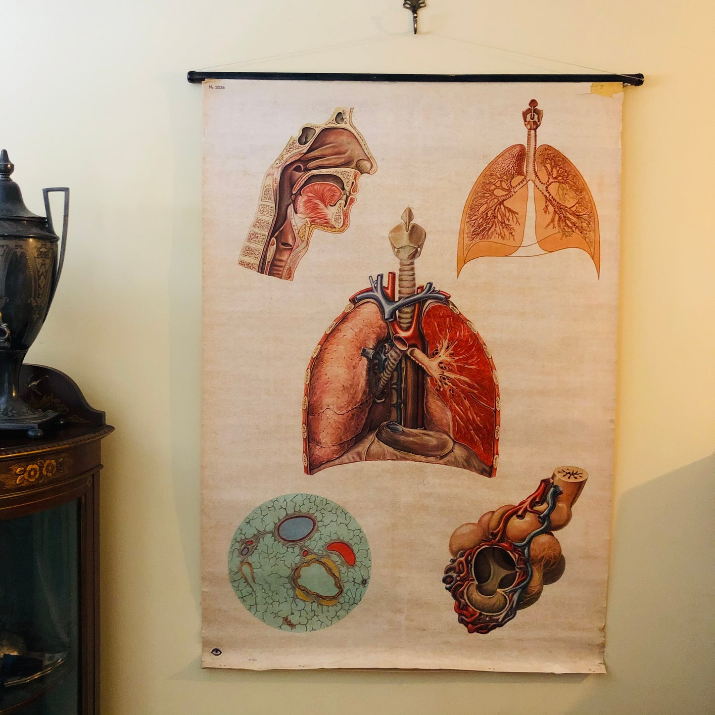 Vintage Anatomy Medical Respiratory Poster Deutsches Hygiene Museum